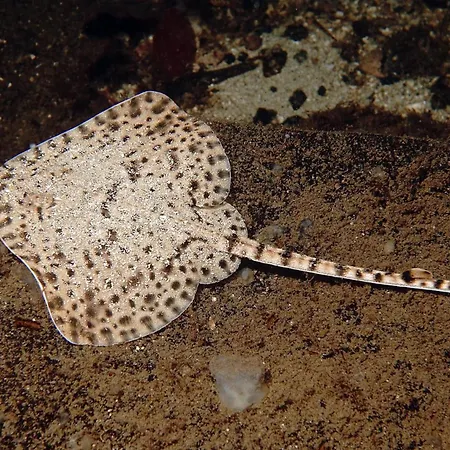 Semesterbostad Oen 1 Sorbo